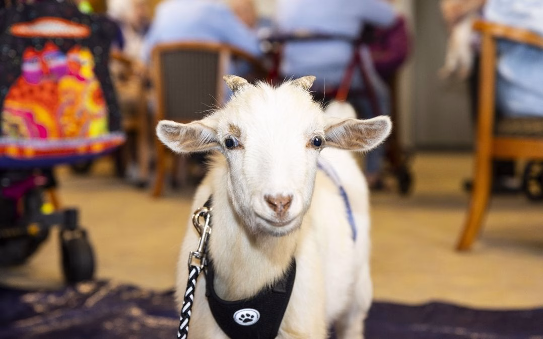 A goat visits residents at Willow Brook Run in Delaware, Ohio, illustrating the lively animal-therapy programming that's part of life at this senior living community.
